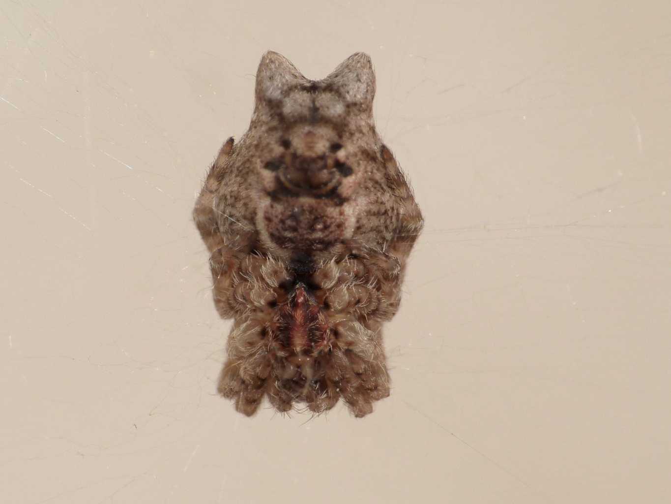 Cyrtophora citricola mimetica - Torrimpietra (RM)